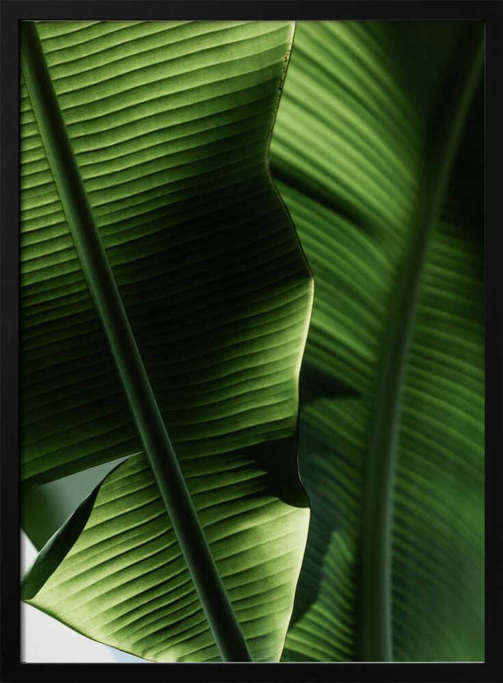 Sunlit Tropical Leaves