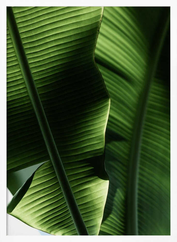 Sunlit Tropical Leaves