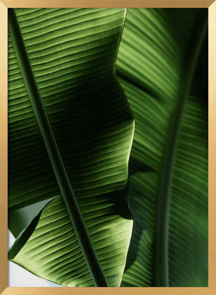 Sunlit Tropical Leaves