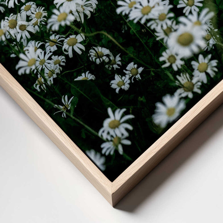 White Daisy Field