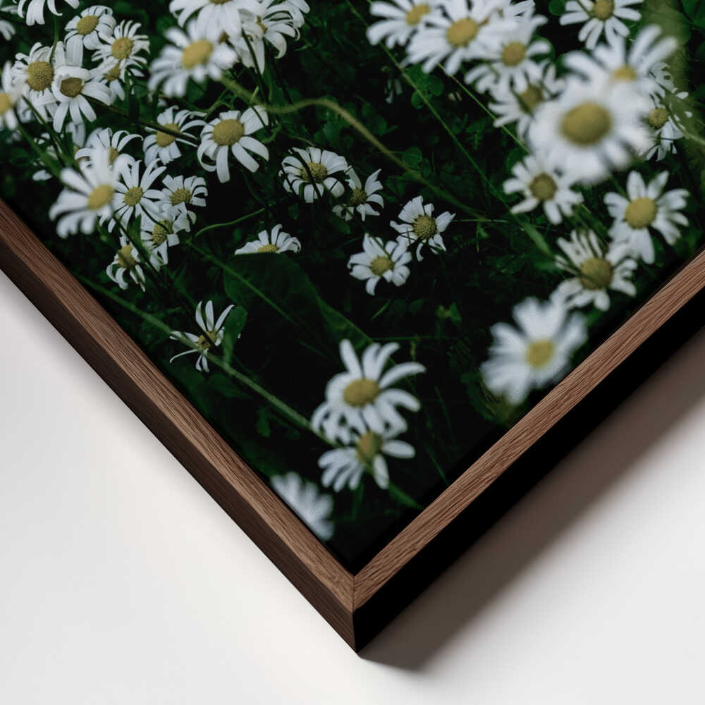White Daisy Field