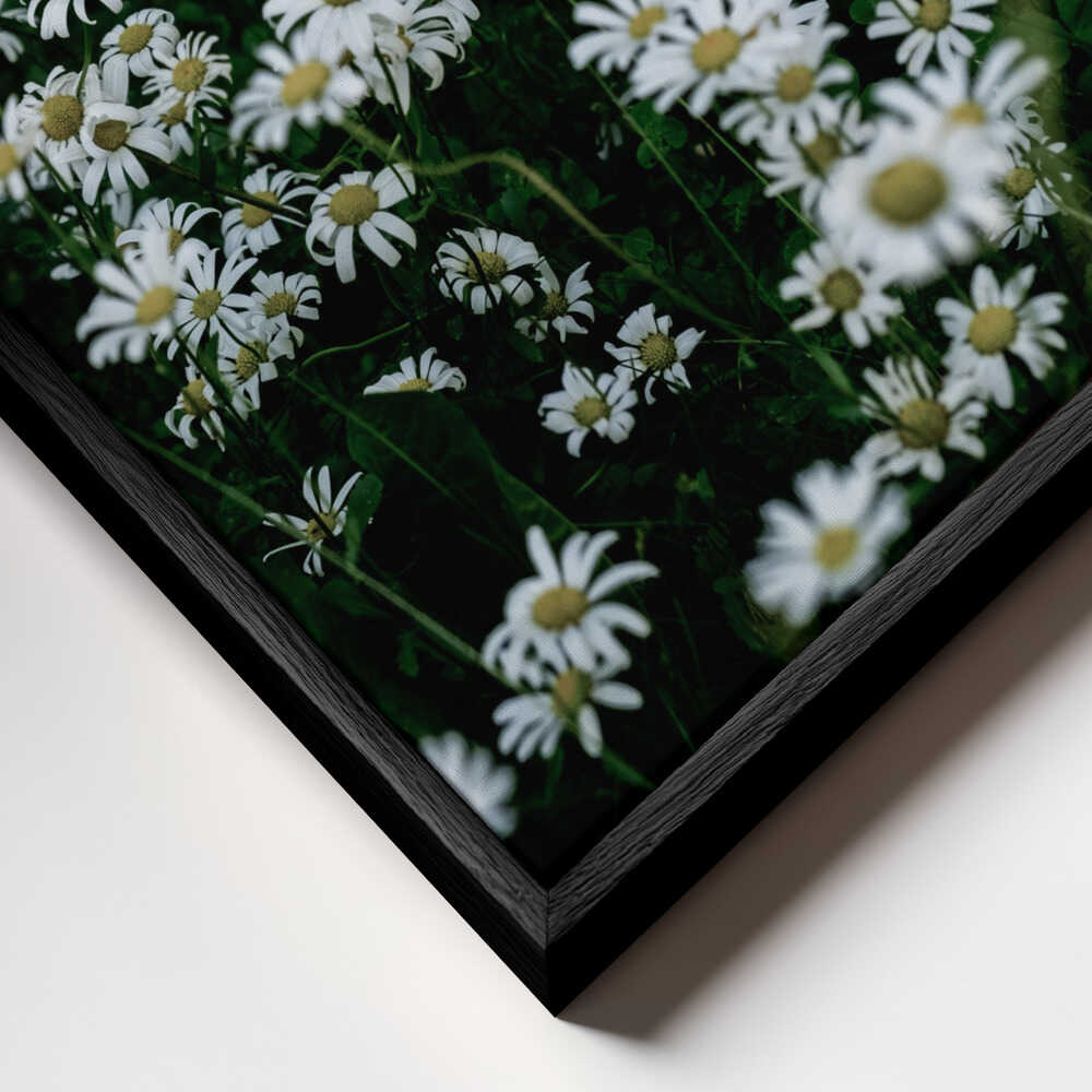 White Daisy Field