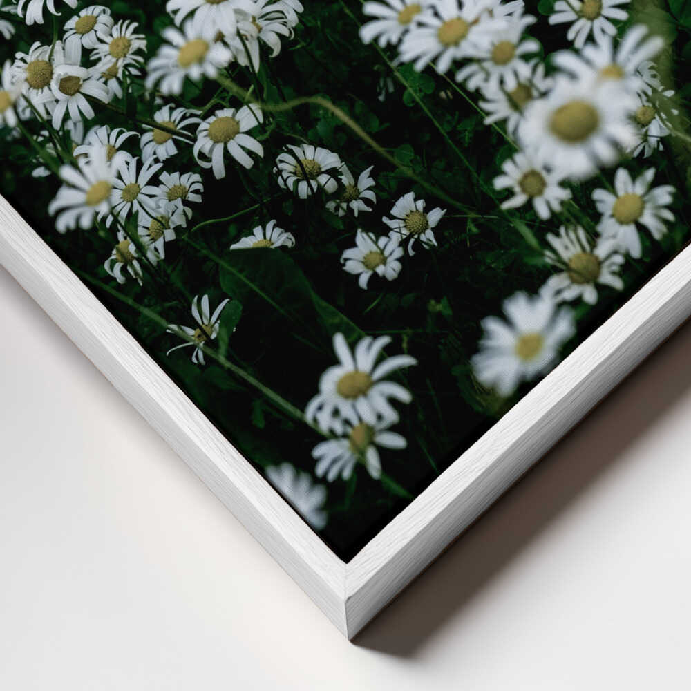 White Daisy Field