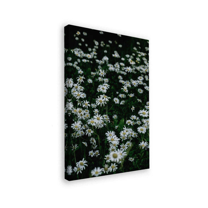 White Daisy Field