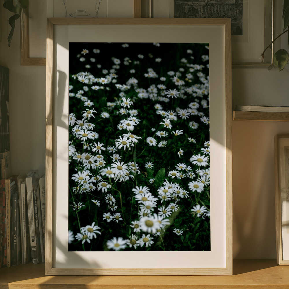 White Daisy Field