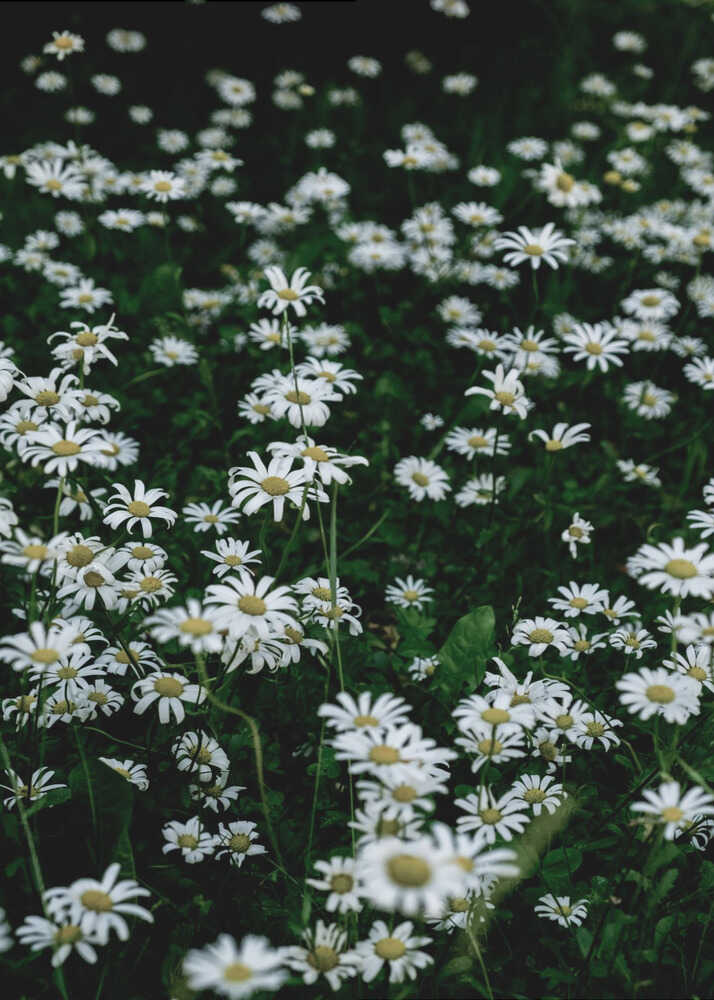 White Daisy Field