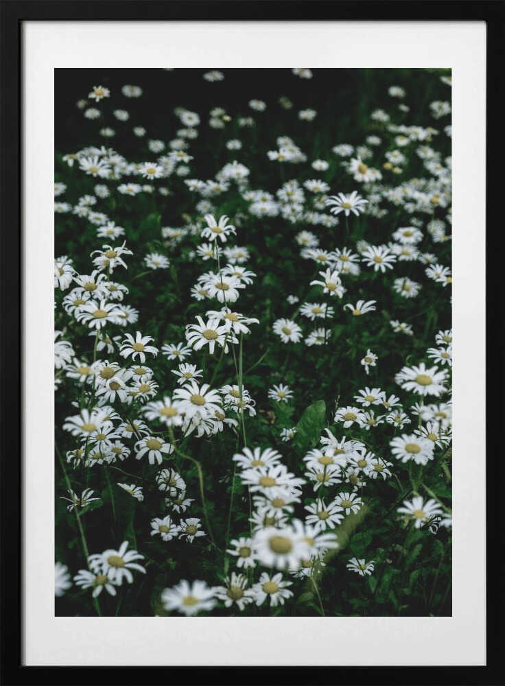 White Daisy Field