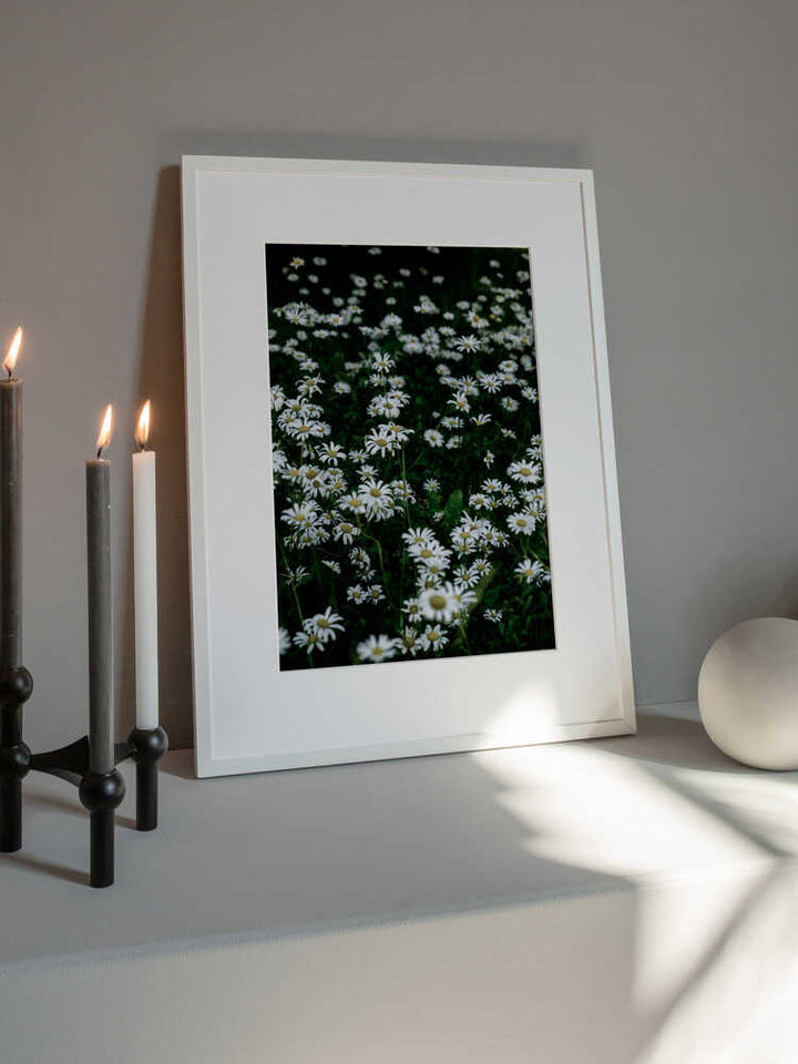 White Daisy Field