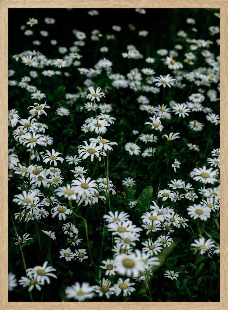 White Daisy Field