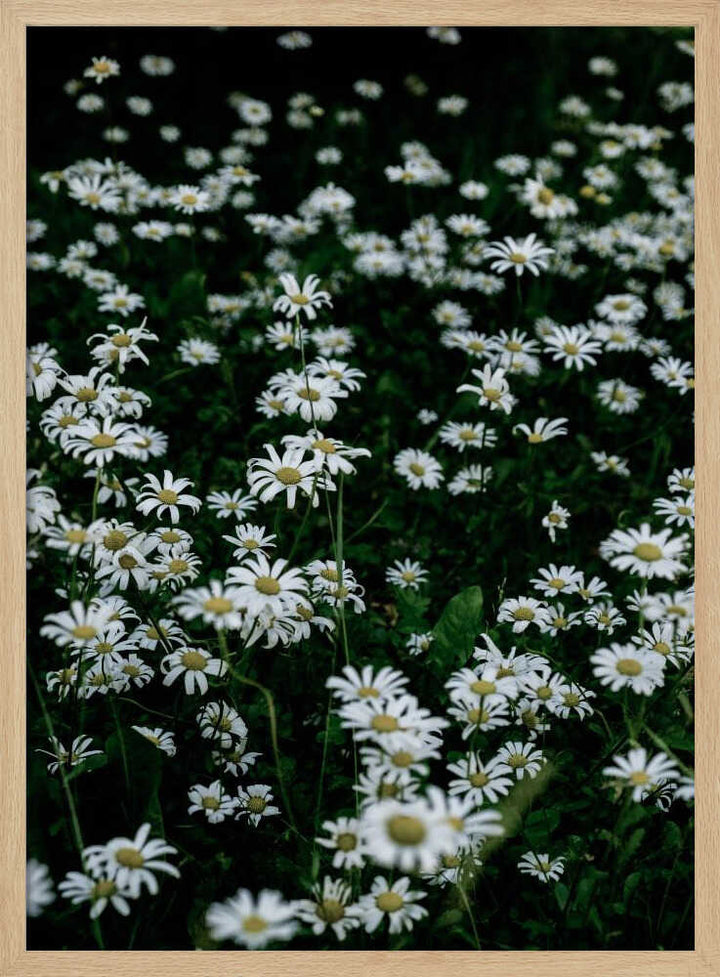 White Daisy Field