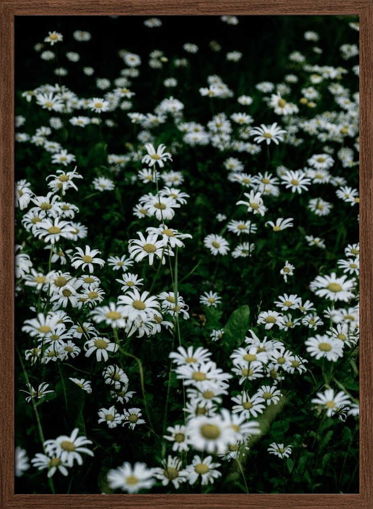 White Daisy Field