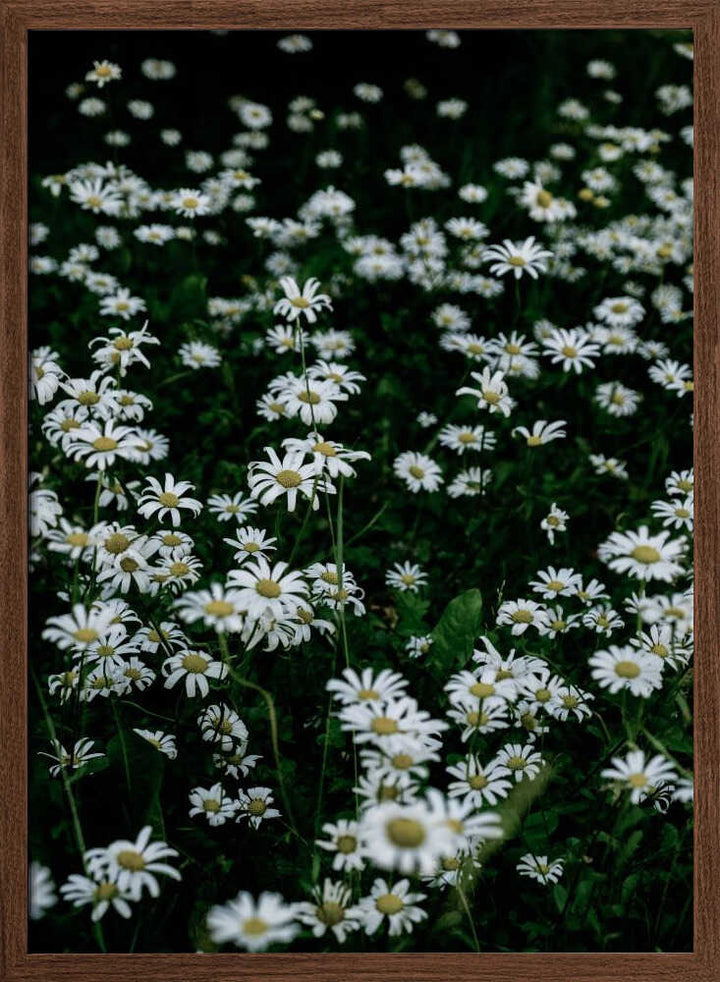 White Daisy Field