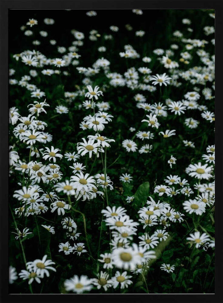 White Daisy Field