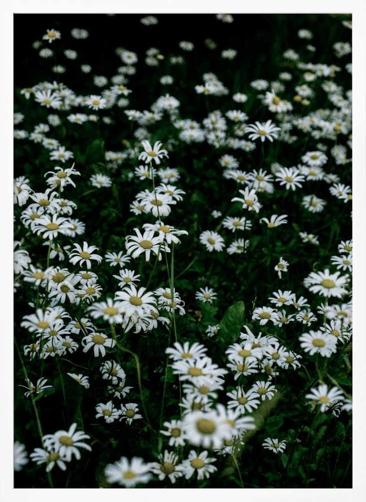 White Daisy Field