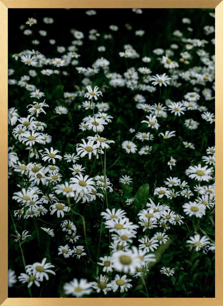 White Daisy Field