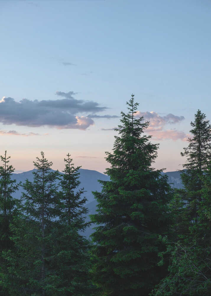 Twilight Forest Peaks