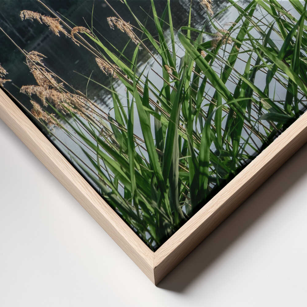 Peaceful Lake Reeds
