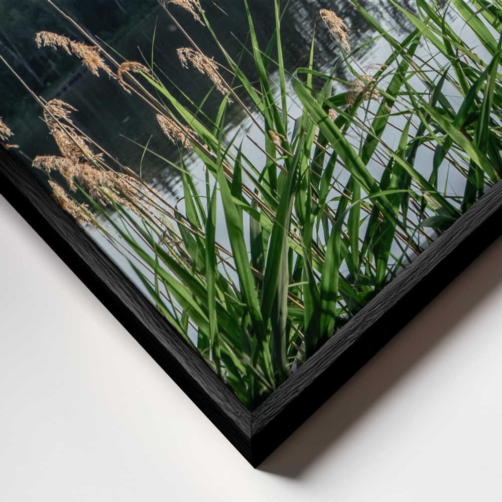 Peaceful Lake Reeds