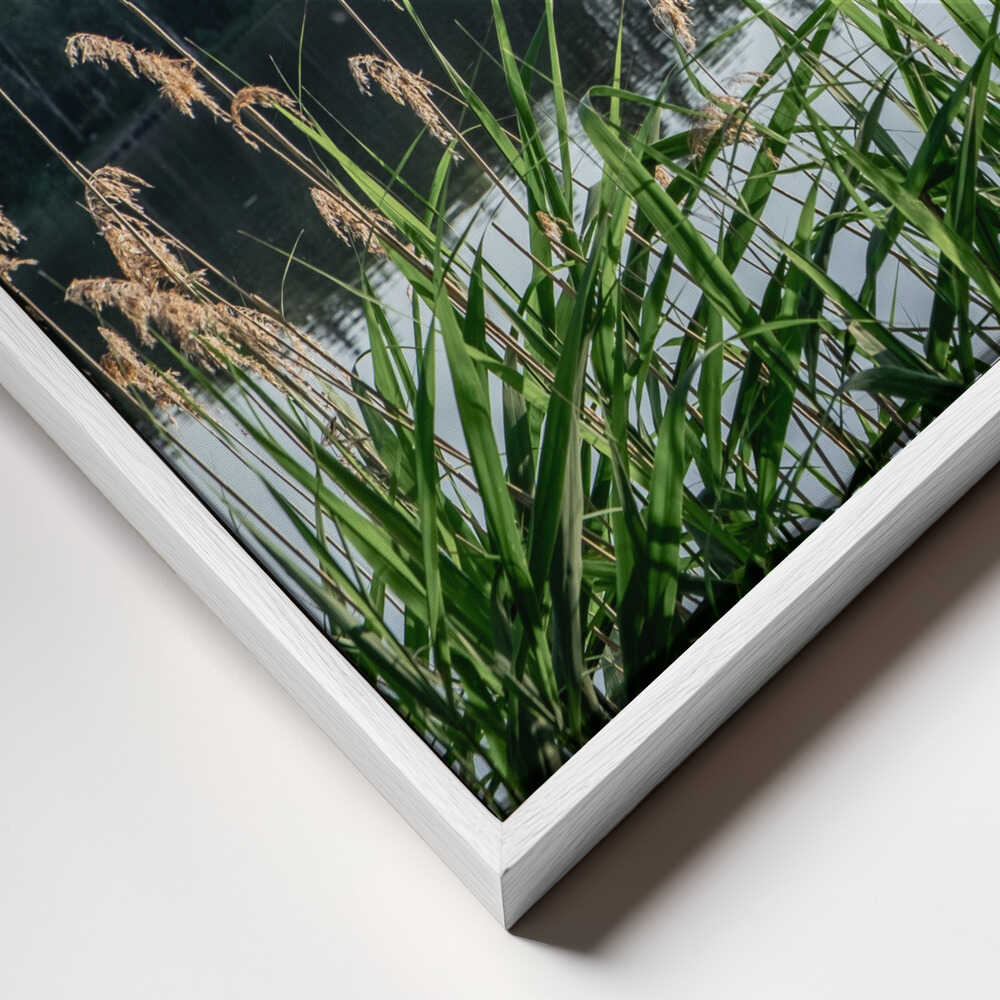 Peaceful Lake Reeds