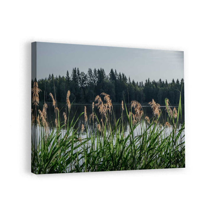 Peaceful Lake Reeds