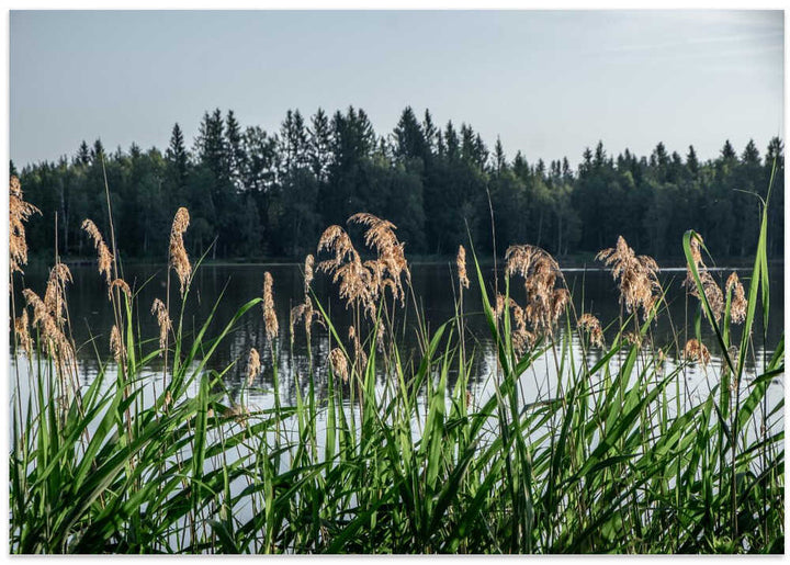 Peaceful Lake Reeds