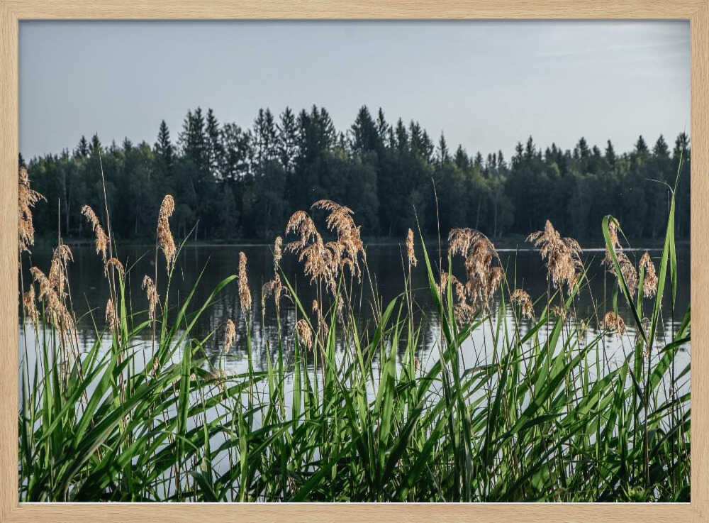 Peaceful Lake Reeds