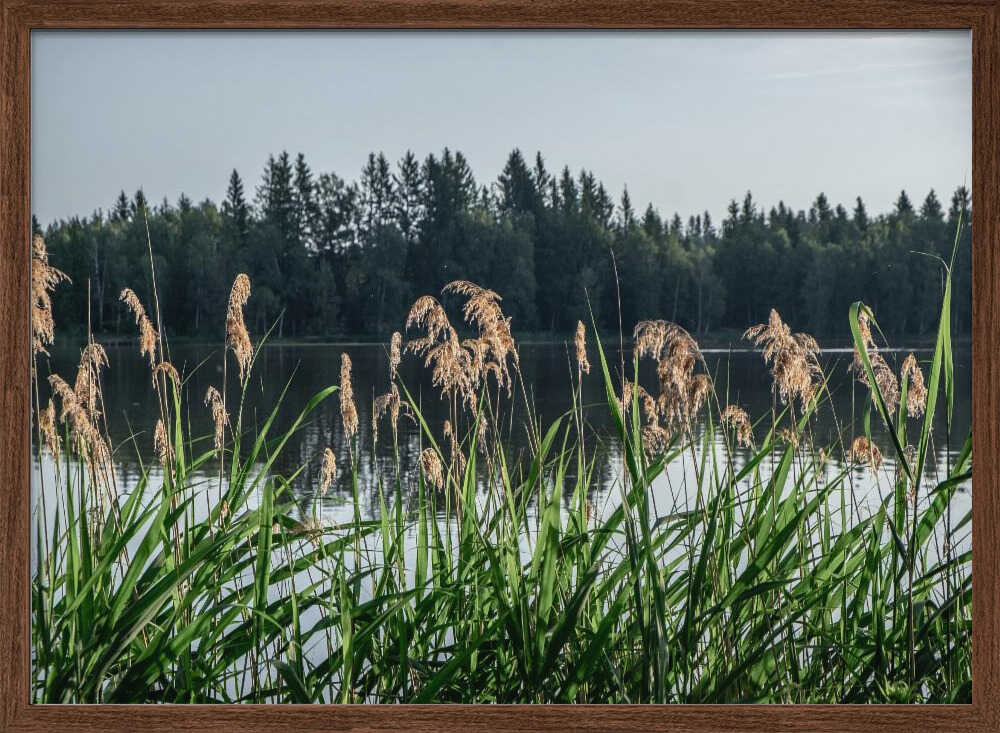 Peaceful Lake Reeds