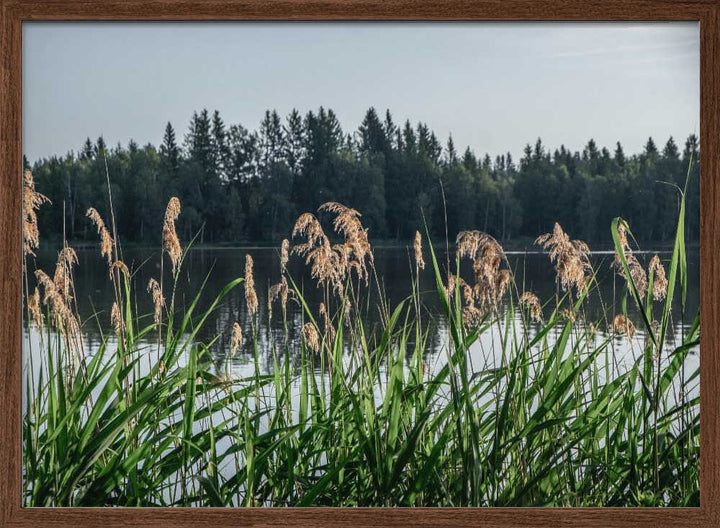 Peaceful Lake Reeds
