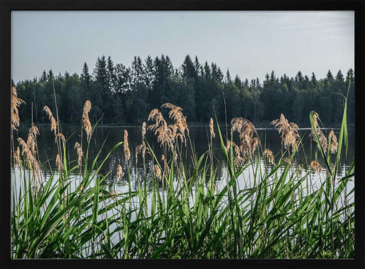 Peaceful Lake Reeds