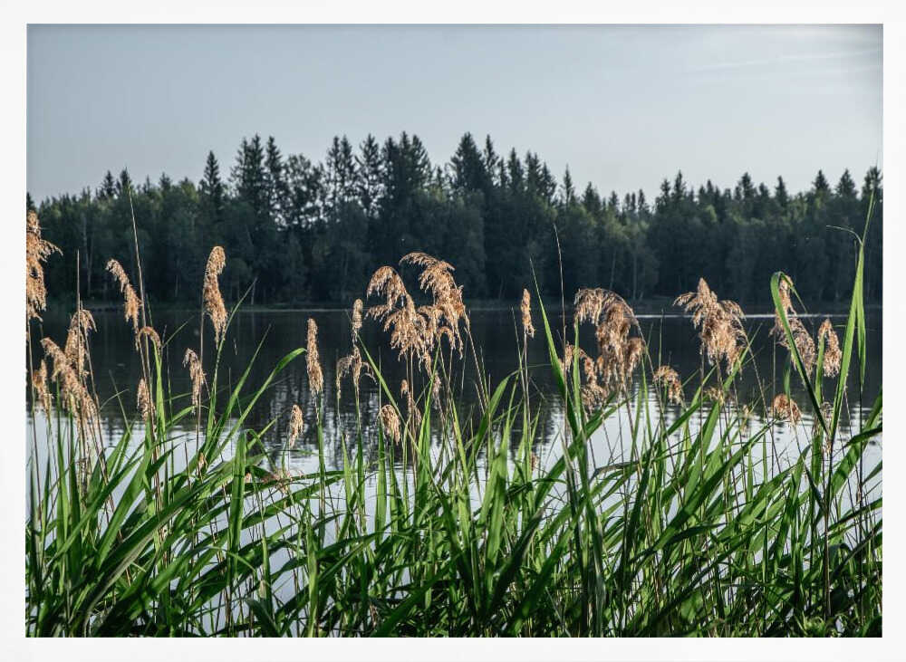 Peaceful Lake Reeds