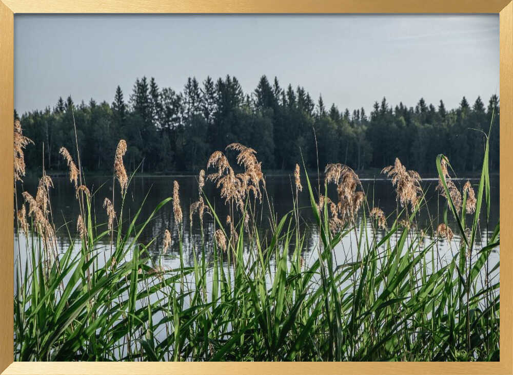 Peaceful Lake Reeds