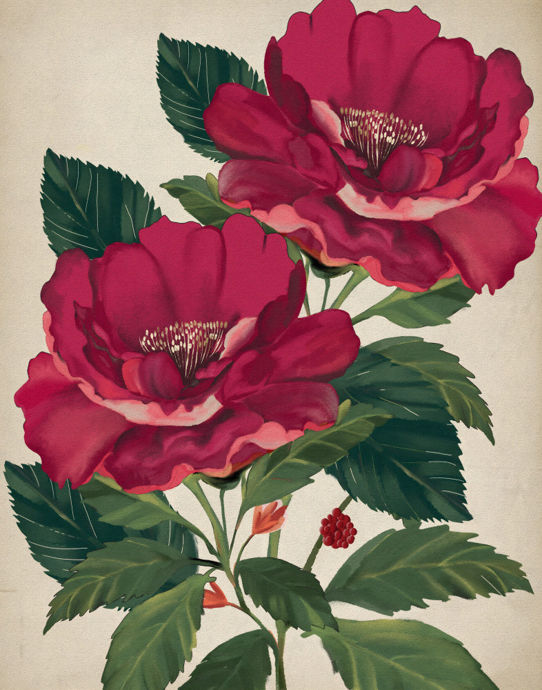 "Rose of Providence" by Josie George — Botanical Wall Art