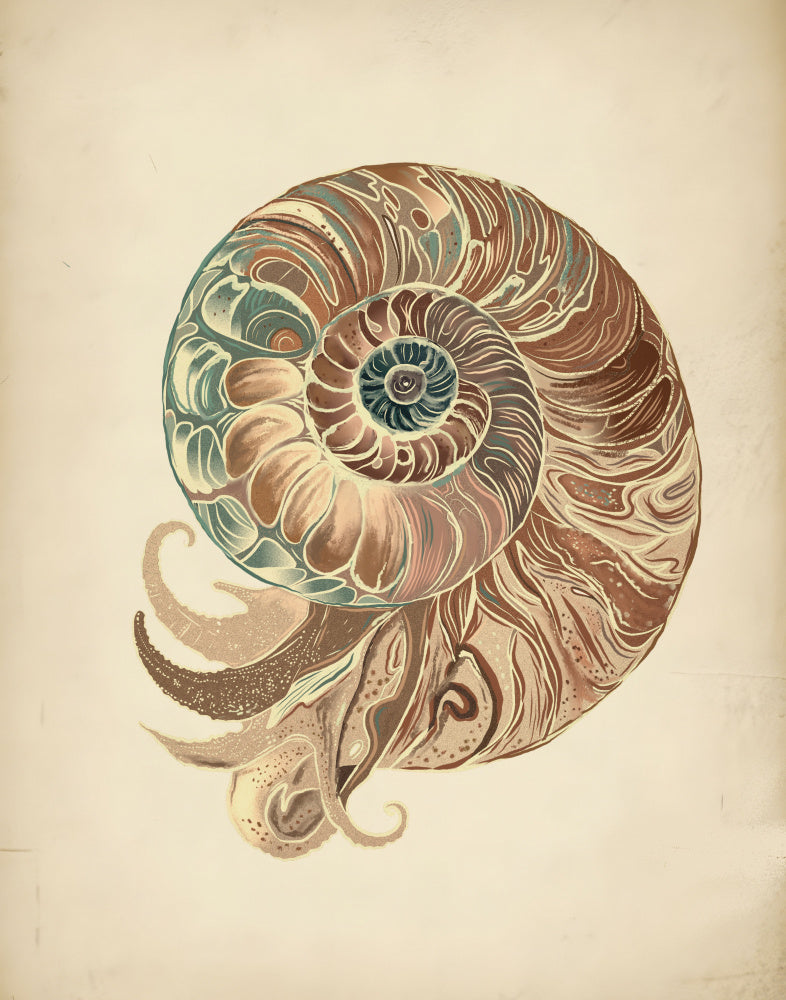 "Elegant Nautilus Shell" by Josie George — Animal Wall Art