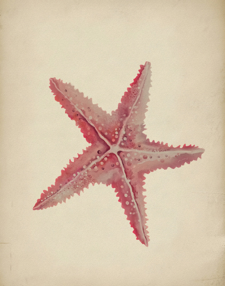 "Vintage Pink Starfish" by Josie George — Animal Wall Art