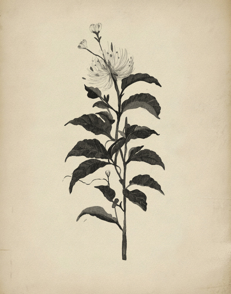 "Vintage Botanical Illustration" by Josie George — Botanical Wall Art