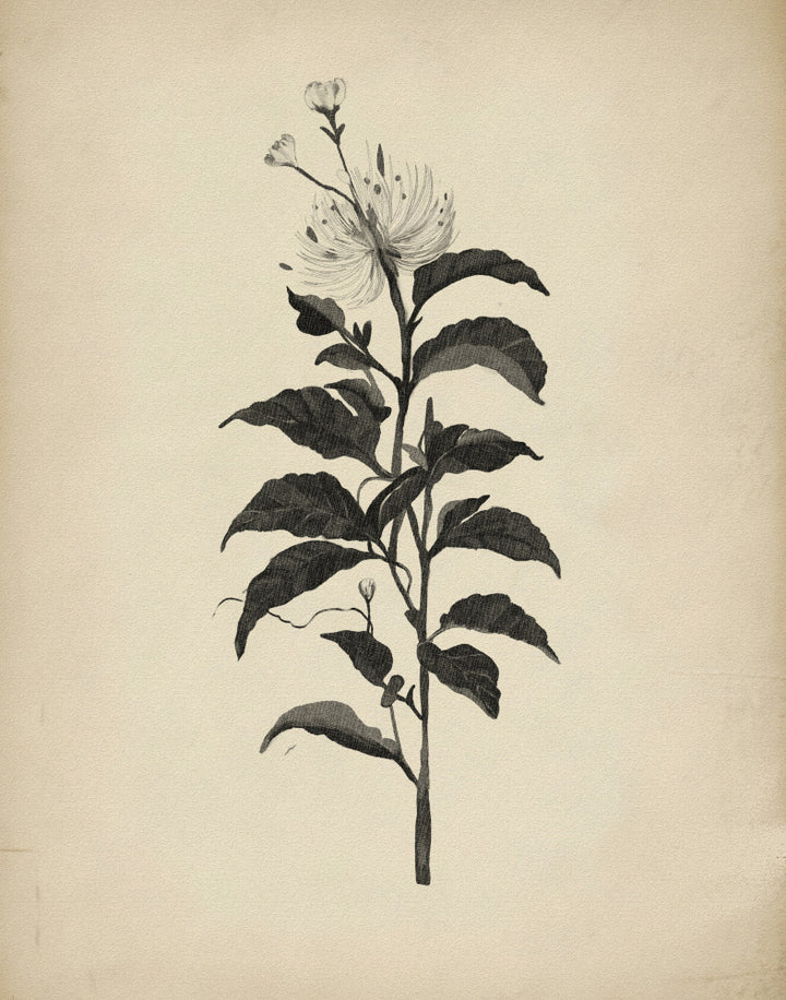 "Vintage Botanical Illustration" by Josie George — Botanical Wall Art