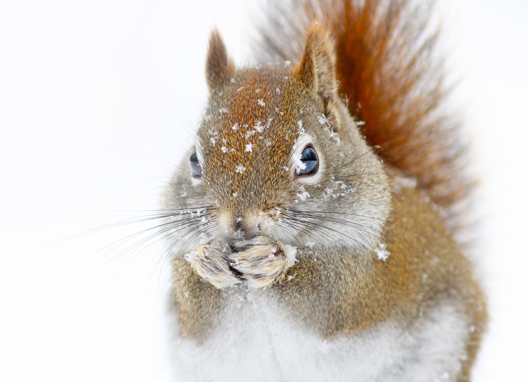 "Christmas Squirrel" Wrapped Canvas Wall Art