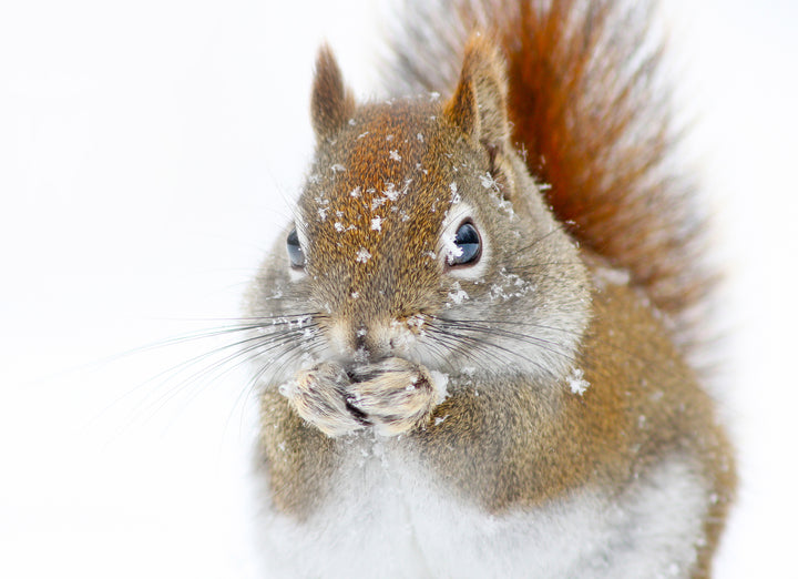 "Christmas Squirrel" Wrapped Canvas Wall Art