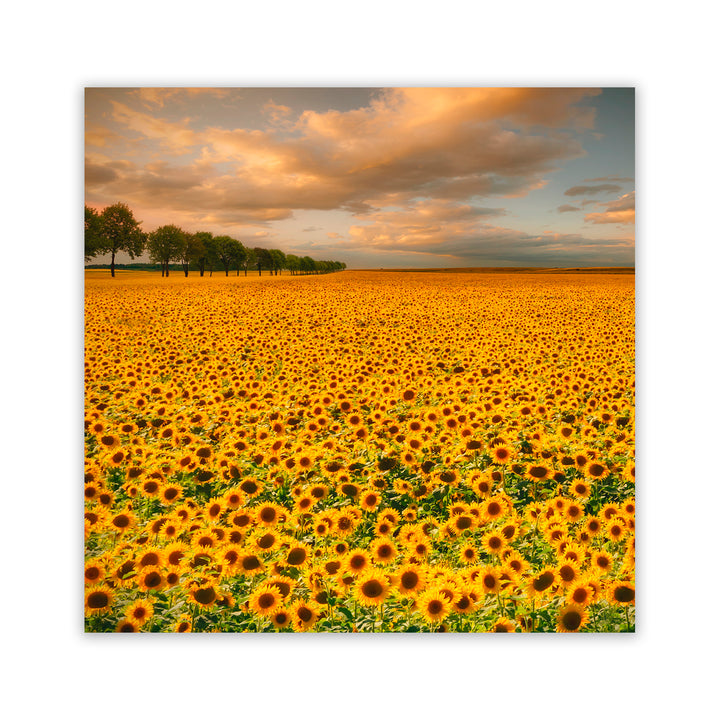 "Sunlit Blossoms" Acrylic Wall Art
