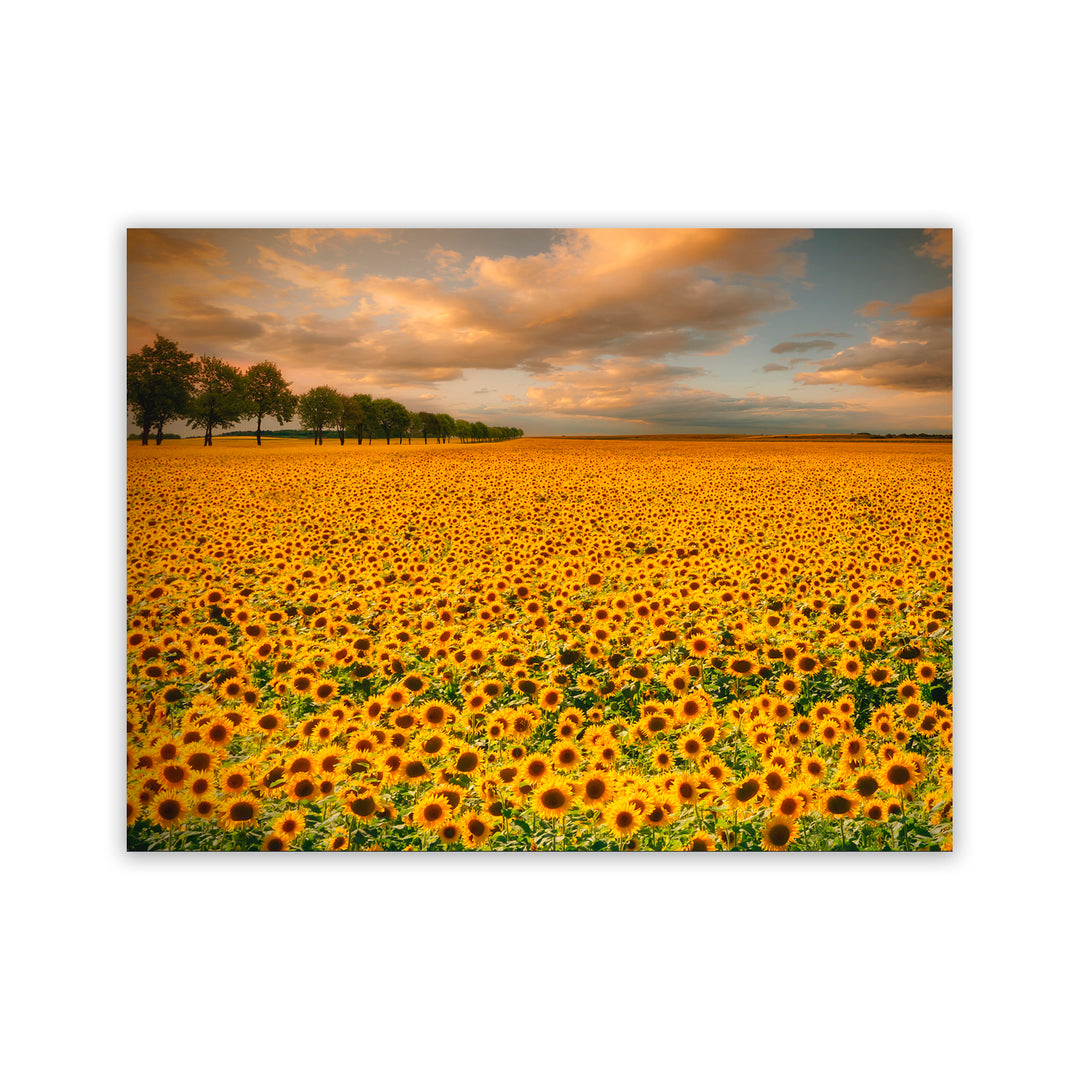 "Sunlit Blossoms" Acrylic Wall Art