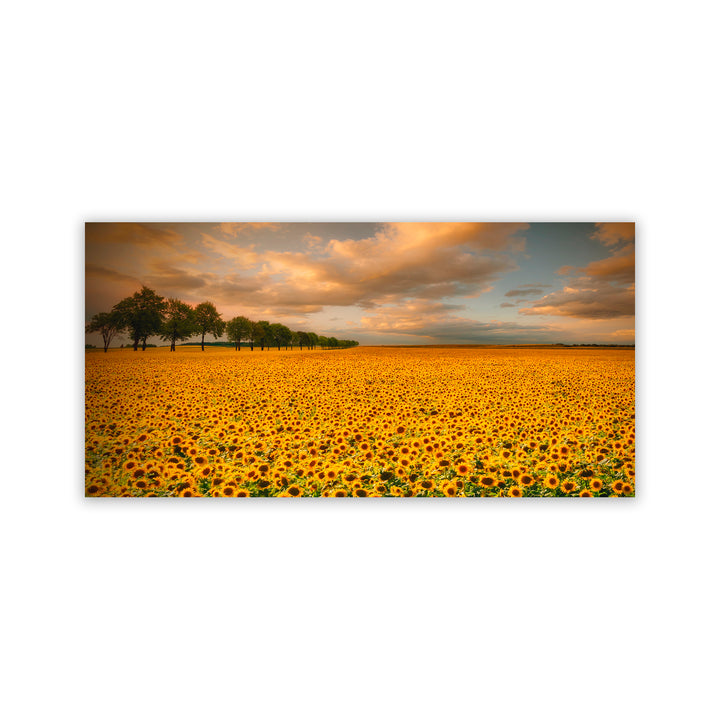"Sunlit Blossoms" Acrylic Wall Art