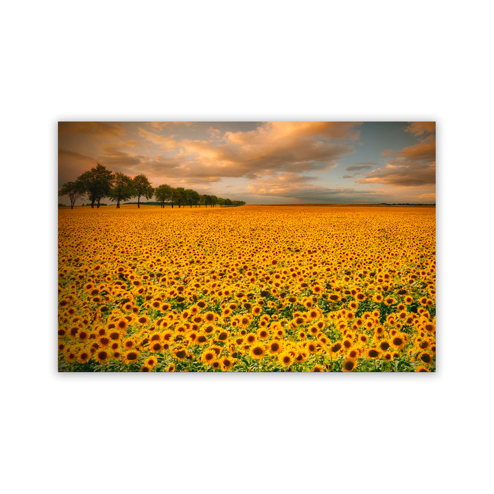 "Sunlit Blossoms" Acrylic Wall Art