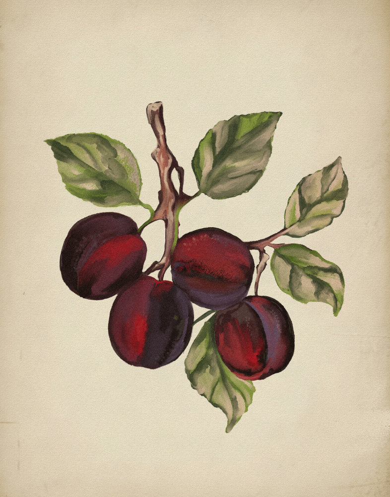 "Ripe Plum Branch" by Josie George — Botanical Wall Art