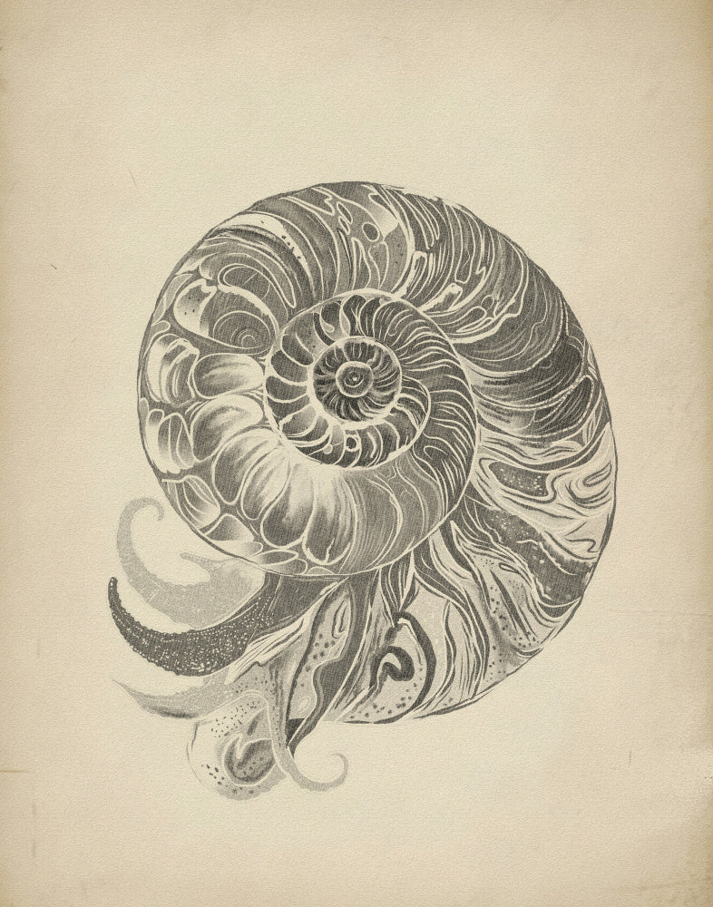 "Intricate Nautilus Spiral" by Josie George — Animal Wall Art