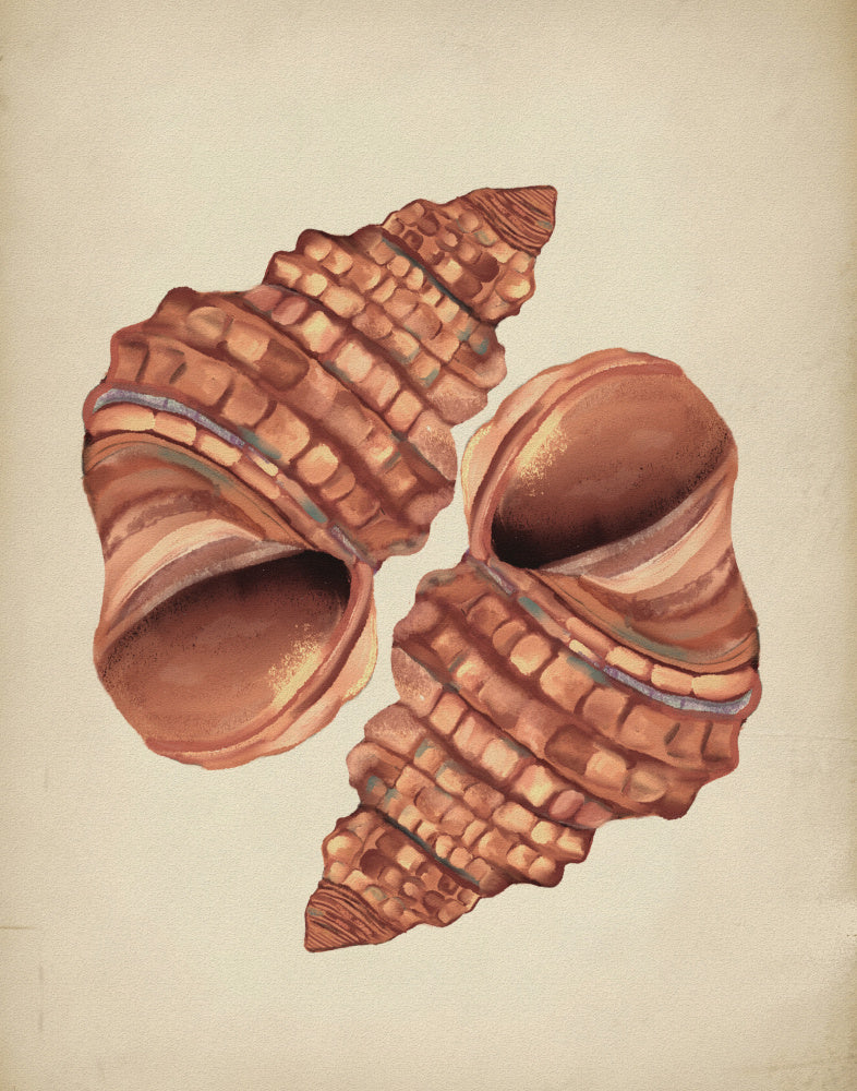 "Two Conch Shells" by Josie George — Still Life Wall Art