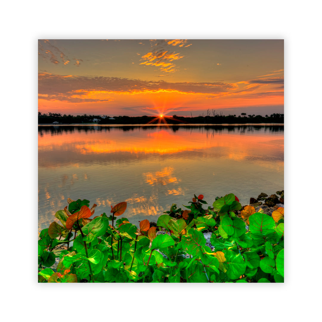 "Beauty at Rest" Acrylic Wall Art