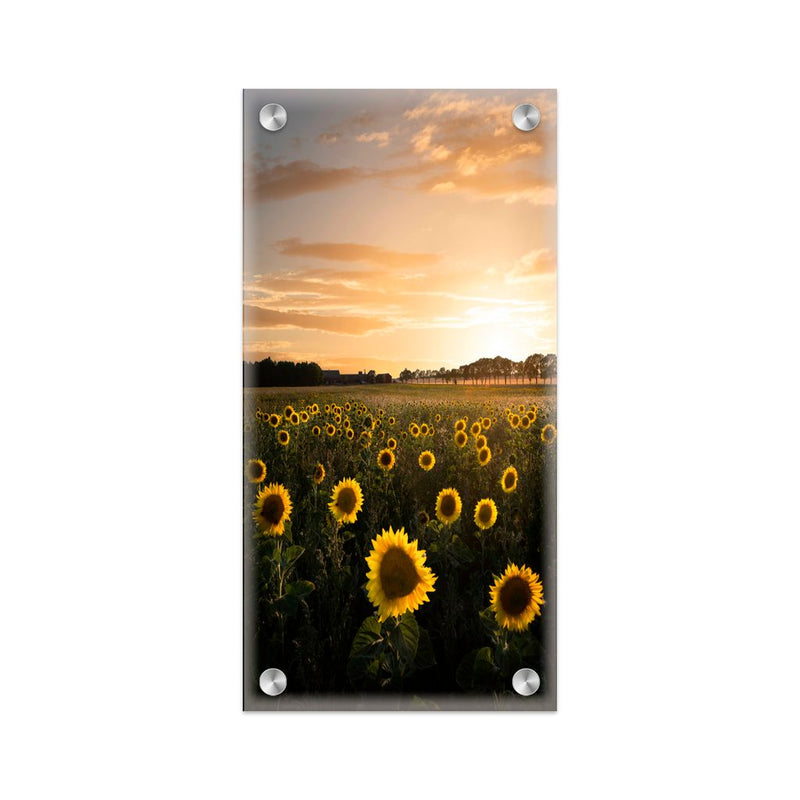 "Sunflower in Sweden" Acrylic Wall Art