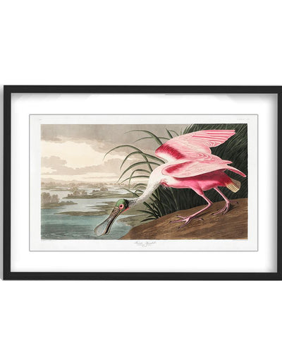 "Roseate Spoonbill From Birds of America (1827)" Framed Matted Print Wall Art