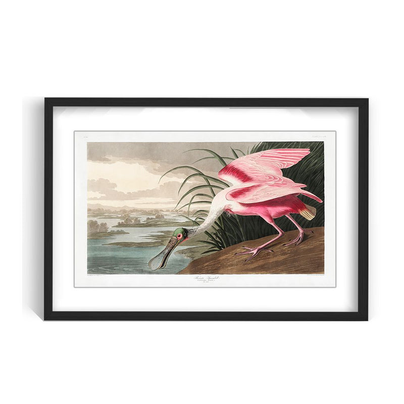 "Roseate Spoonbill From Birds of America (1827)" Framed Matted Print Wall Art