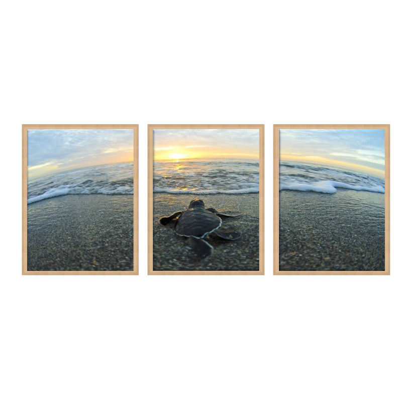 "Turtle " Set of Three Framed Canvas Wall Art